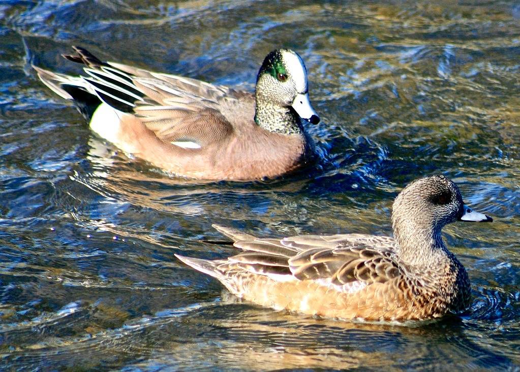 1151_american_wigeon_pair_munsel_odfw.jpg by Oregon Department of Fish & Wildlife is marked with CC PDM 1.0